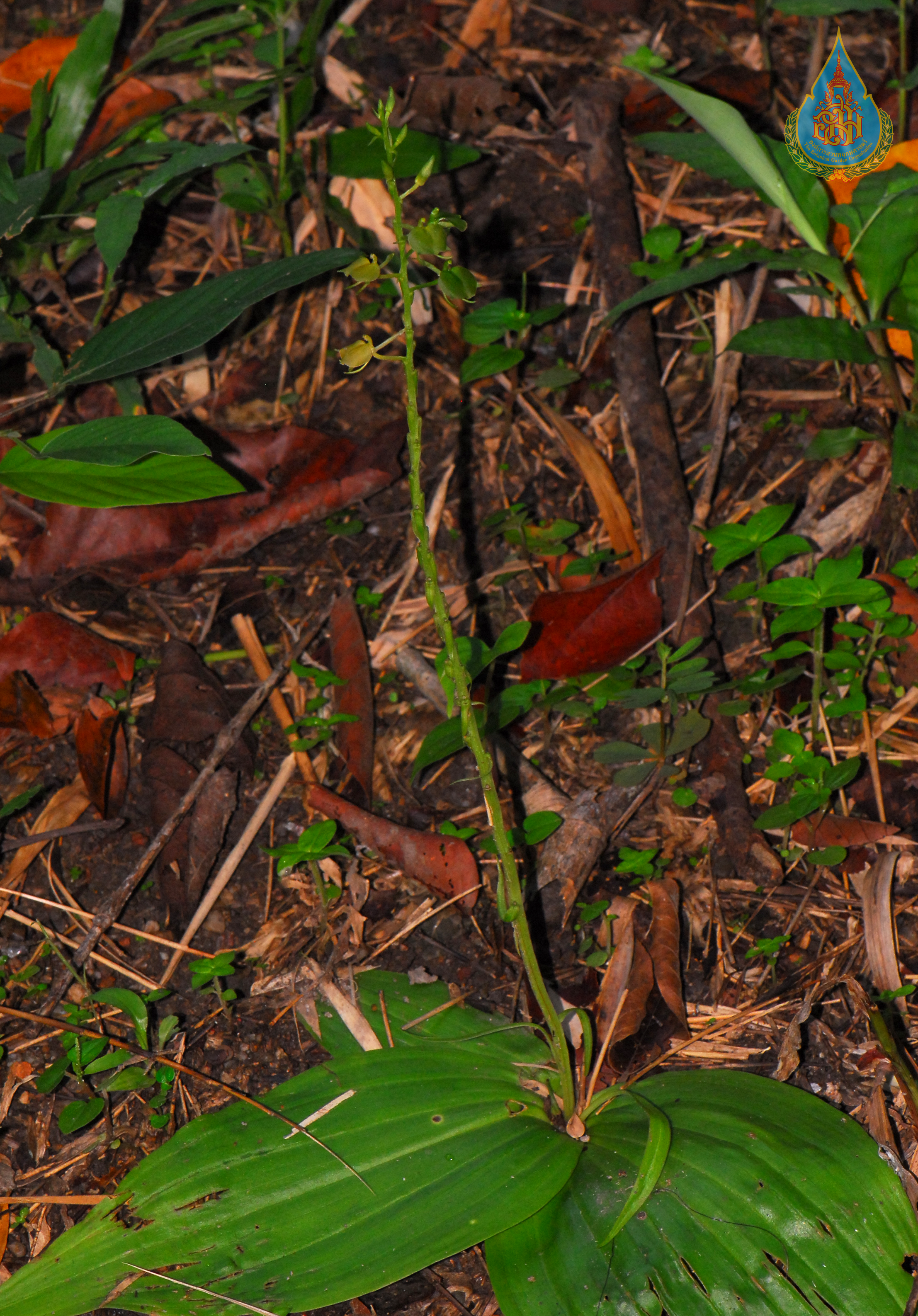 เขียวพระอินทร์ Liparis tschangii Schltr.<br/>ORCHIDACEAE